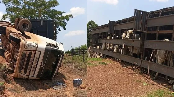 Carreta com 44 gados tomba na MT-325 e motorista fica ferido 