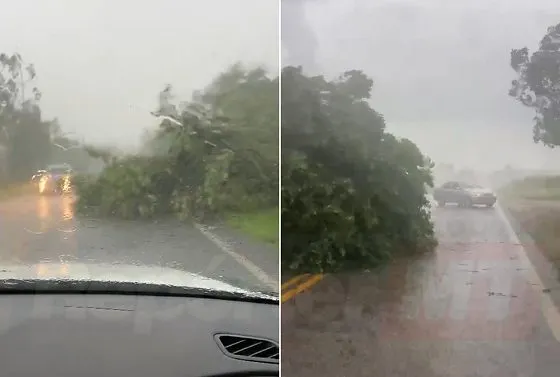 Temporal com ventos fortes atinge Glória D’Oeste e derruba árvore na pista; veja vídeos